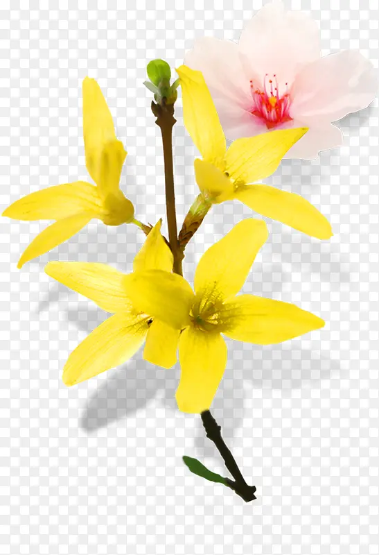 黄色唯美时尚花朵唯美