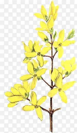 花朵黄色花朵装饰