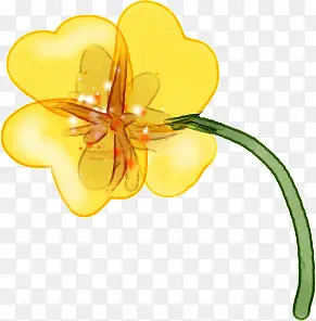黄色可爱植物花朵美丽