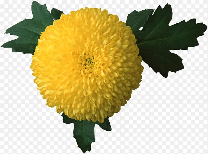 黄色大花朵