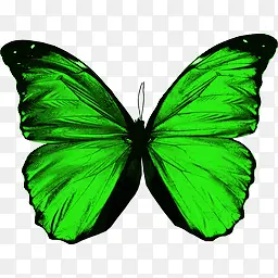 绿色蝴蝶装饰
