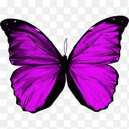 紫色蝴蝶装饰