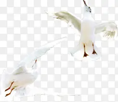 广场上海边飞翔的白鸽海鸥