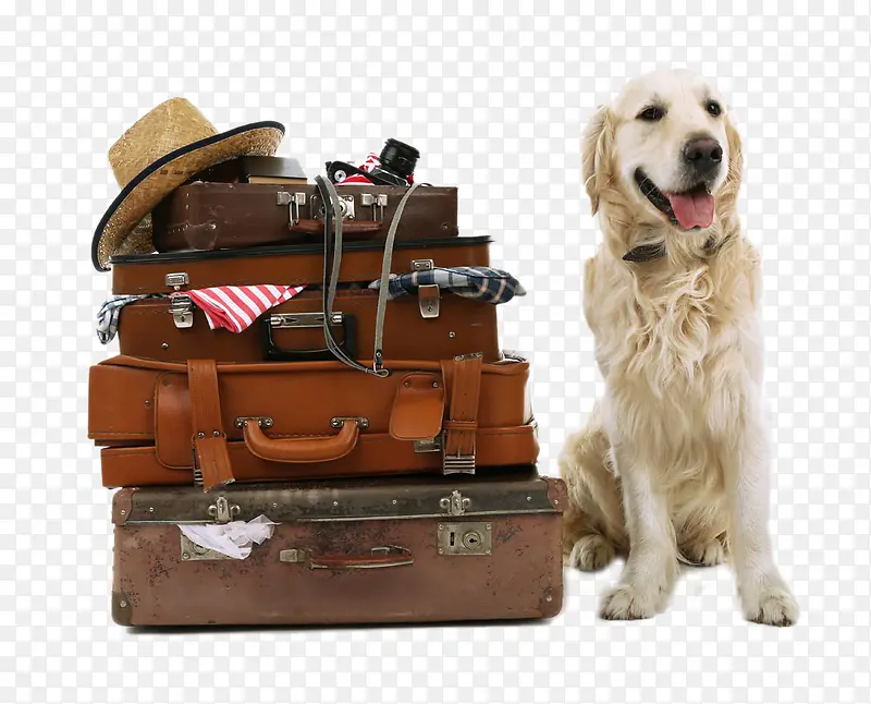 行李箱和金毛犬