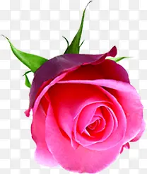 花径粉色鲜艳玫瑰