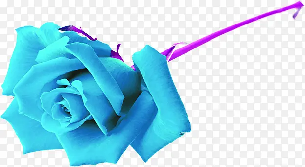 蓝色卡通唯美玫瑰花朵