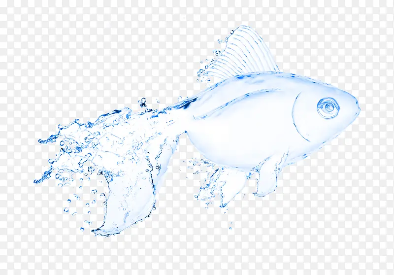 透明的鱼