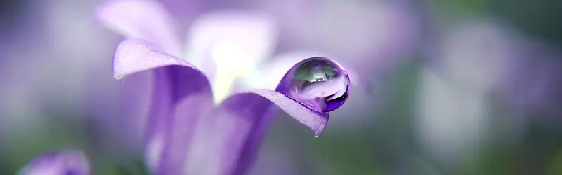 花朵上的紫色水珠