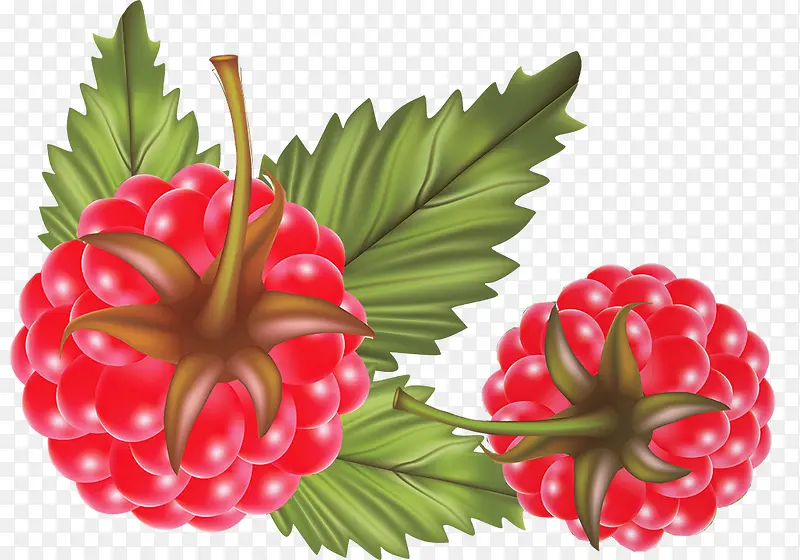 带叶子的手绘风格树莓素材