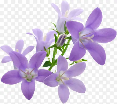 紫色温馨浪漫花朵植物