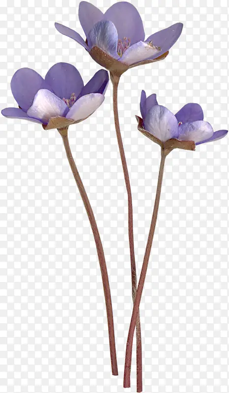 紫色小花朵
