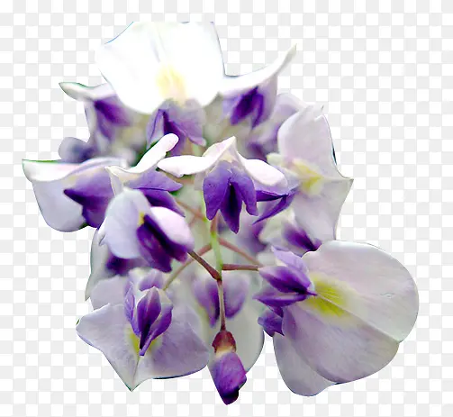 紫色美丽开放花朵