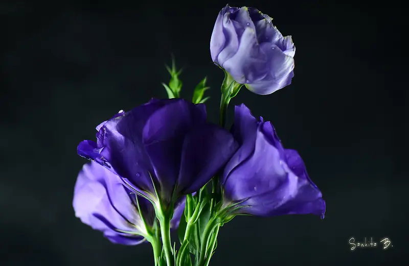 紫色高贵花朵植物
