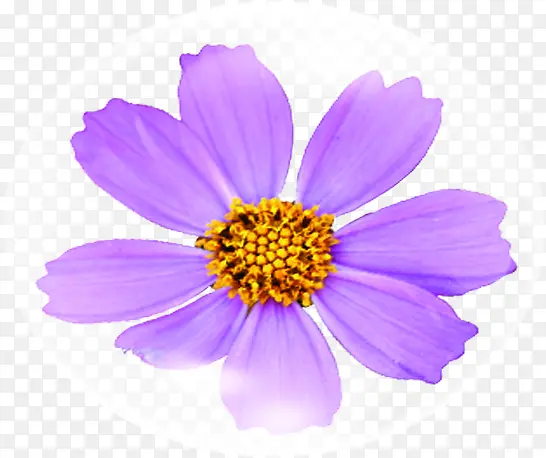 紫色海报花朵设计效果
