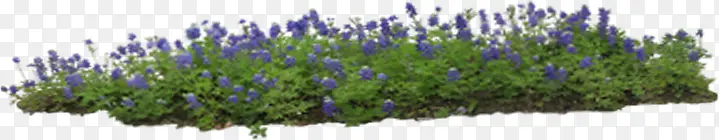 紫色唯美花朵植物