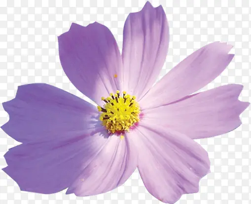紫色春天花朵装饰