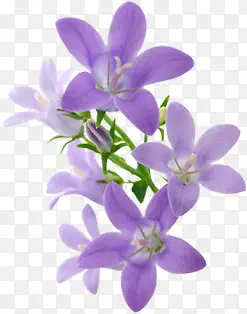 紫色高清植物花朵