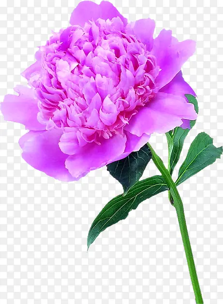 紫色分层花朵植物