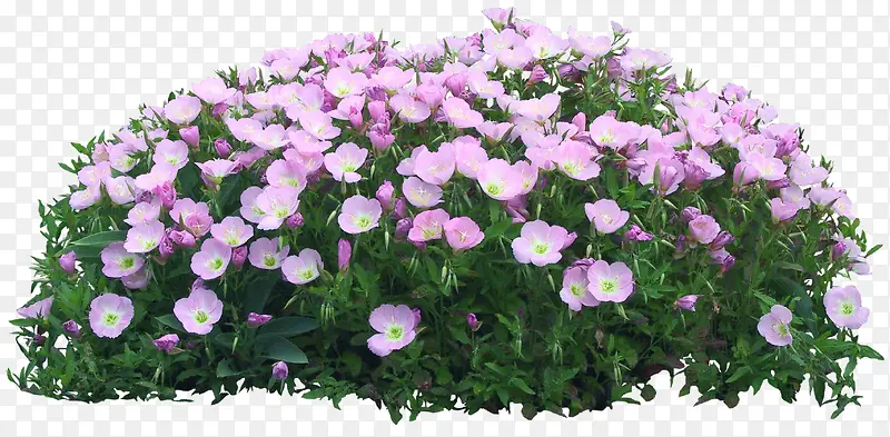 紫色花朵小花草地
