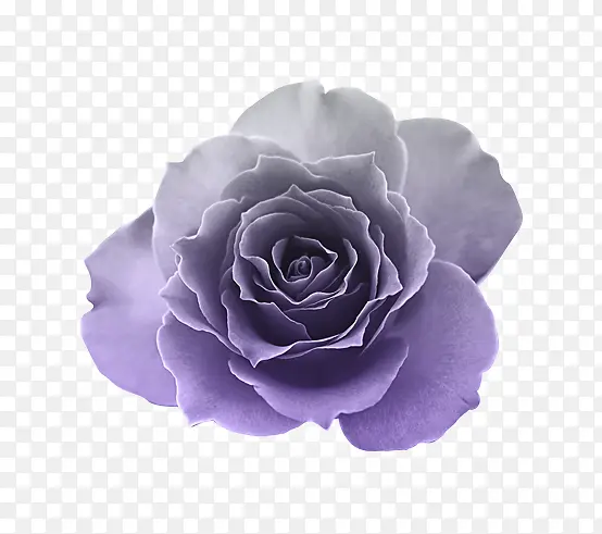 优雅紫色开放花朵