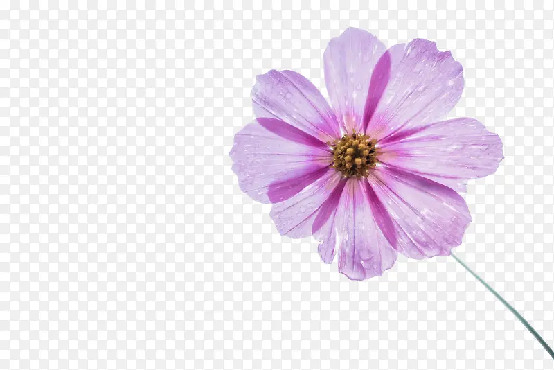 花朵 紫色 清新