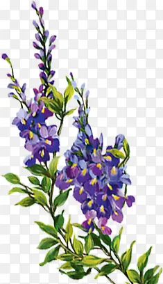 一簇紫色的花朵