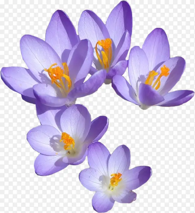 紫色石斛花
