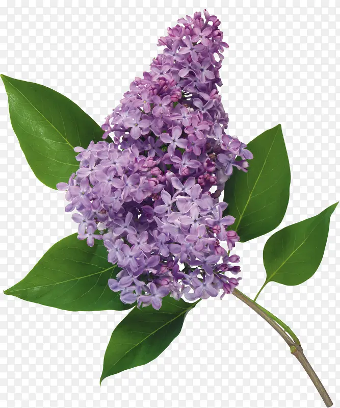 紫色薰衣草花朵高清