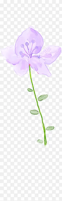紫色淡雅花朵植物