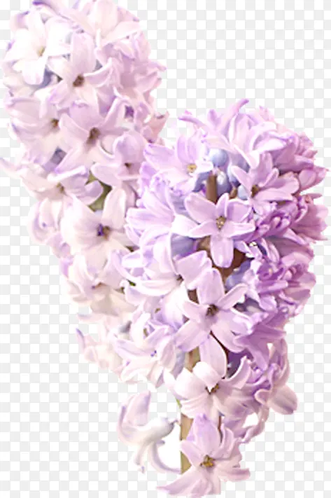 满满紫色花朵