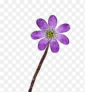 花朵紫色花朵彩绘花朵装饰