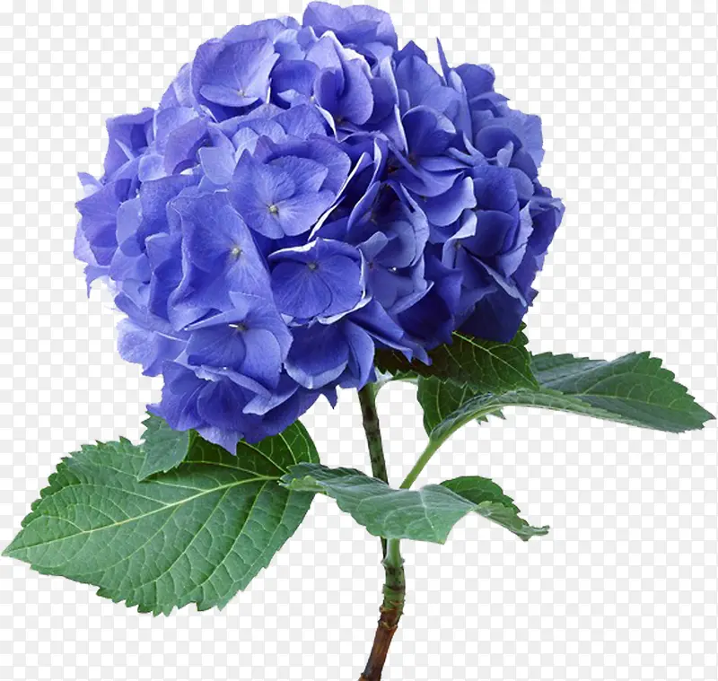 蓝色花朵美丽植物