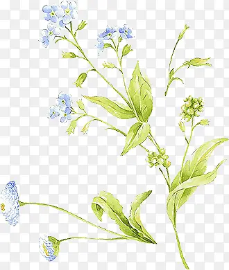 蓝色小花朵彩绘植物