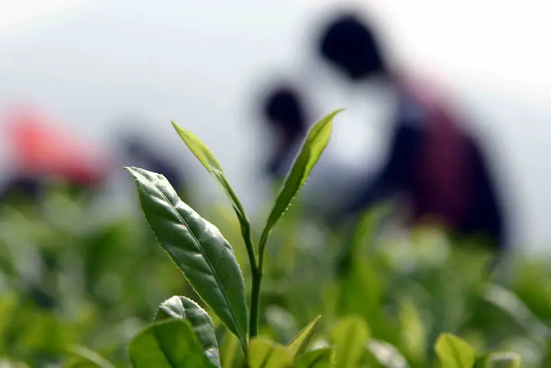 园丁绿叶教师节背景