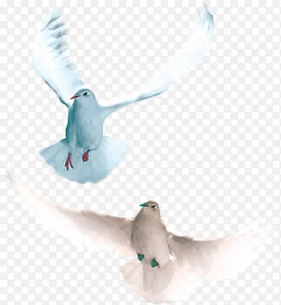 白色和平鸽飞翔空中
