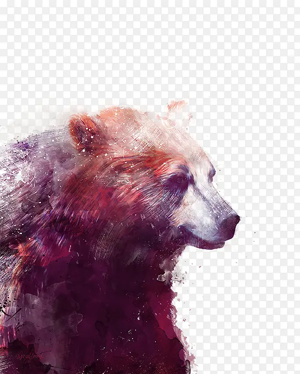熊动物手绘插画