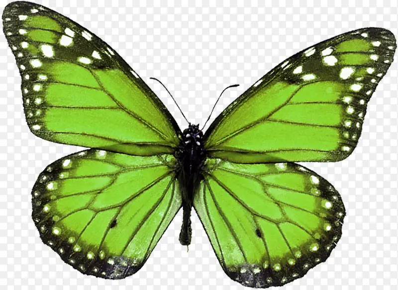 绿色蝴蝶装饰图标