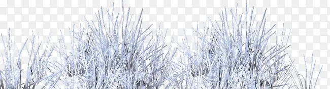 雪地中的草