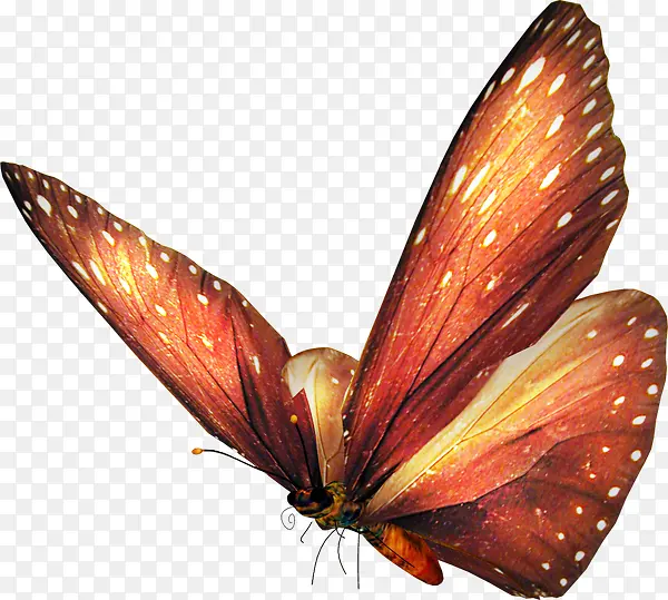 彩绘棕色蝴蝶动物