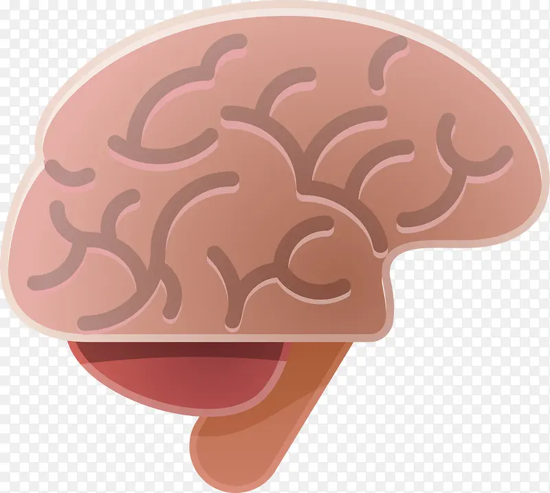 人体脑补大脑器官