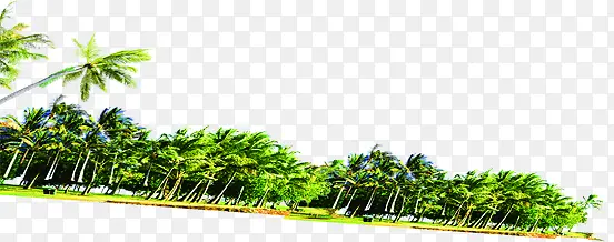 一片绿色椰树