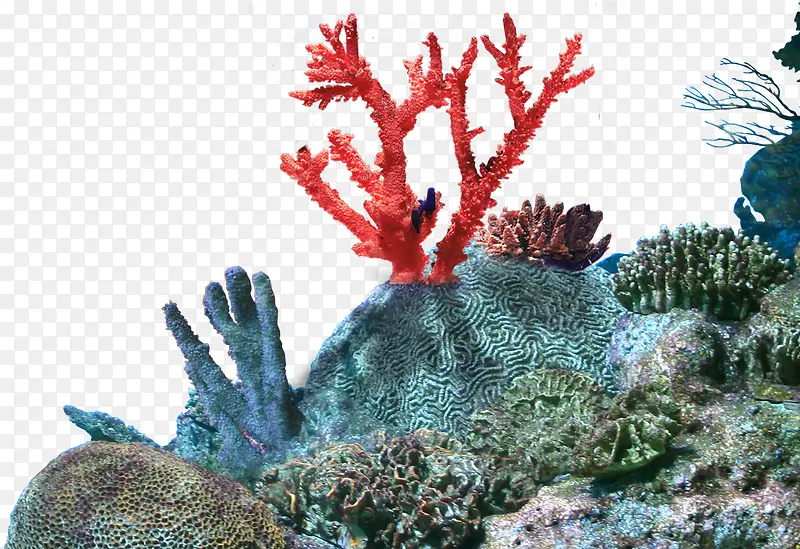 珊瑚风景素材