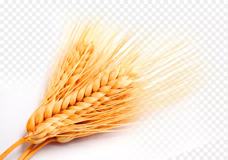 全麦禾本科-黄金小麦