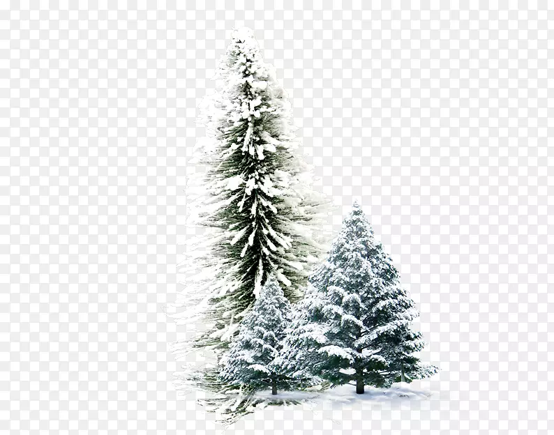 冬季壁纸-冬季松树