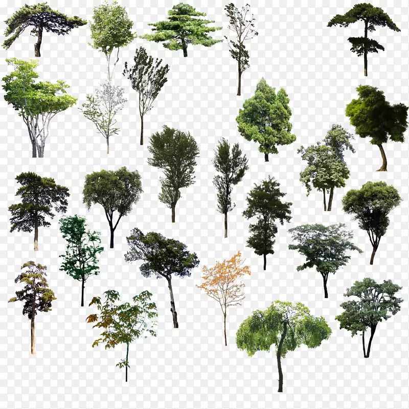 树坯插画-树木PSD材料