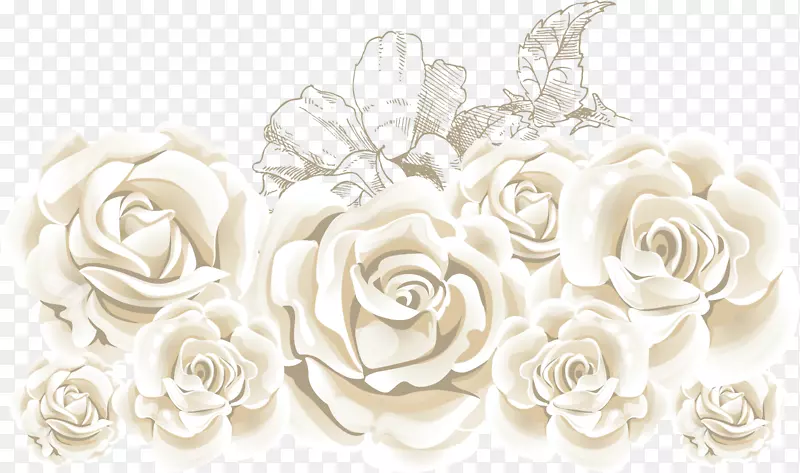 玫瑰花砧木插图-白玫瑰