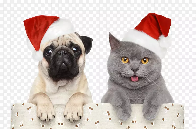 猫狗圣诞老人圣诞宠物-圣诞节，万圣节，圣诞帽