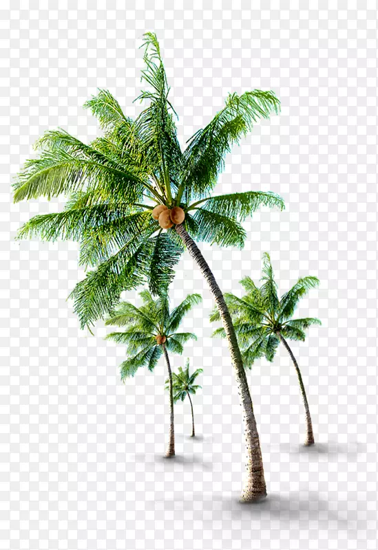 椰子树-热带椰子树