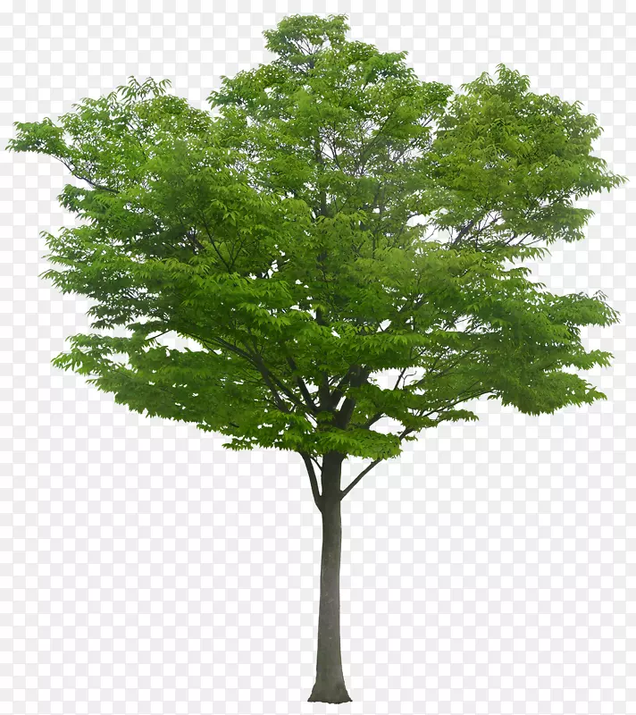 树-一棵树