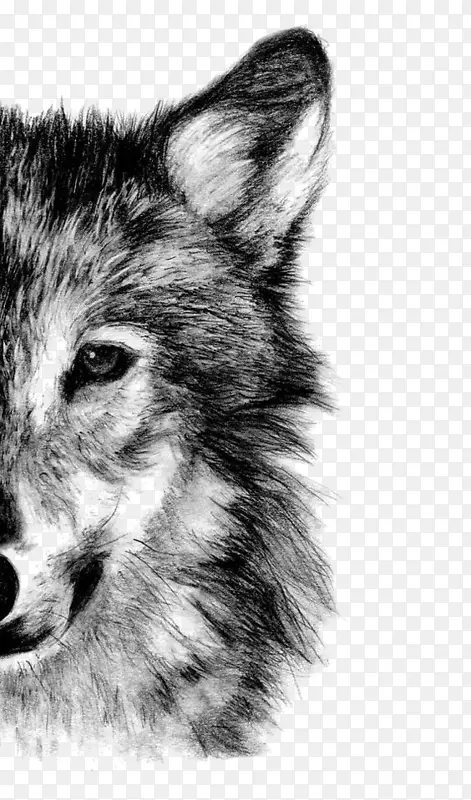 灰狼画铅笔素描-狼